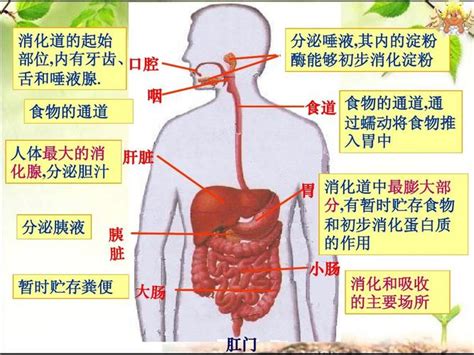 女胃位置